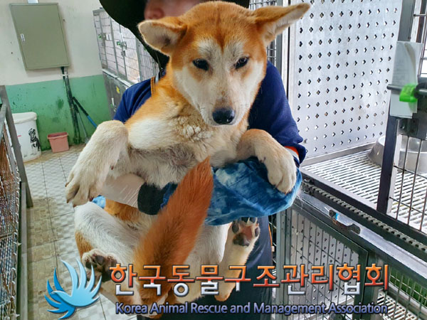 한국동물구조관리협회_441406202300794