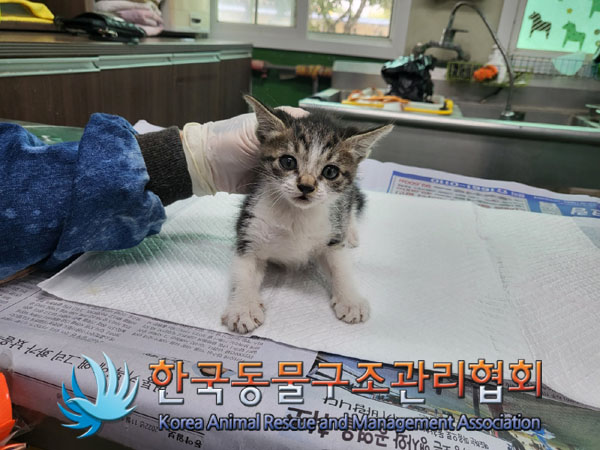 한국동물구조관리협회_411323202300544