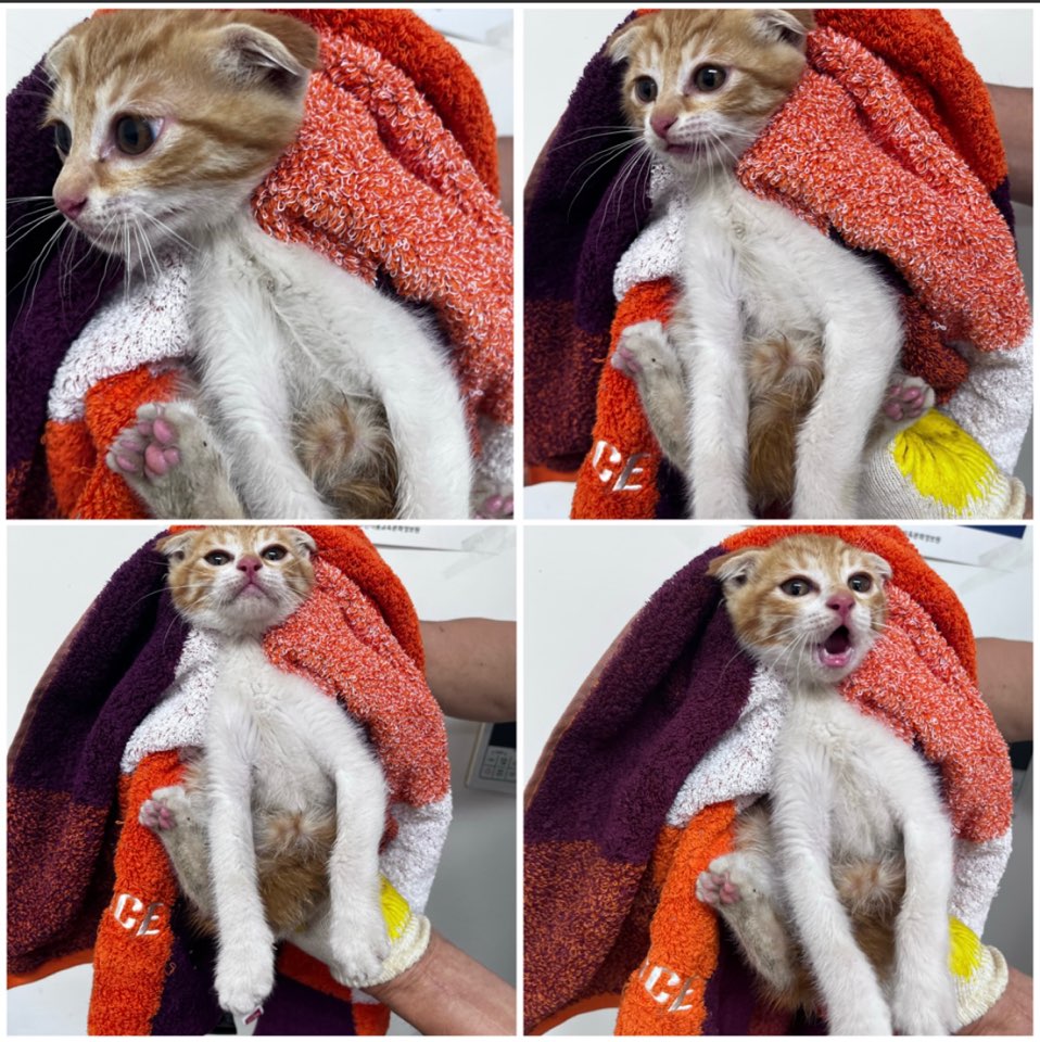 천안시유기동물보호소_444449202301274