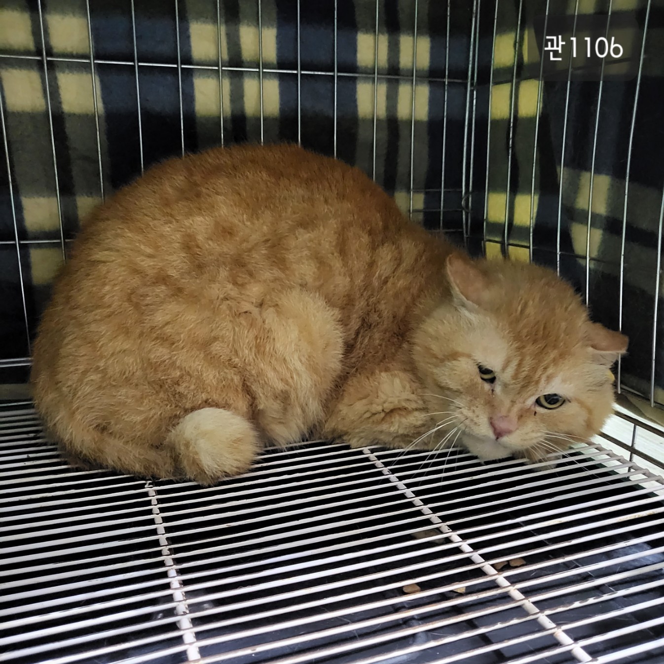 [고양이] 한국 고양이 경기-고양-2023-00391 유기동물 배경 이미지 입니다.