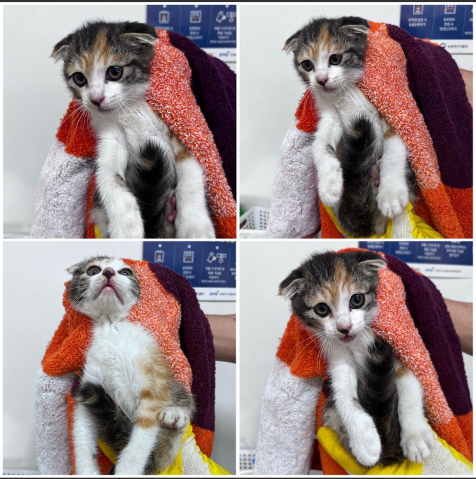 천안시유기동물보호소_444449202301276