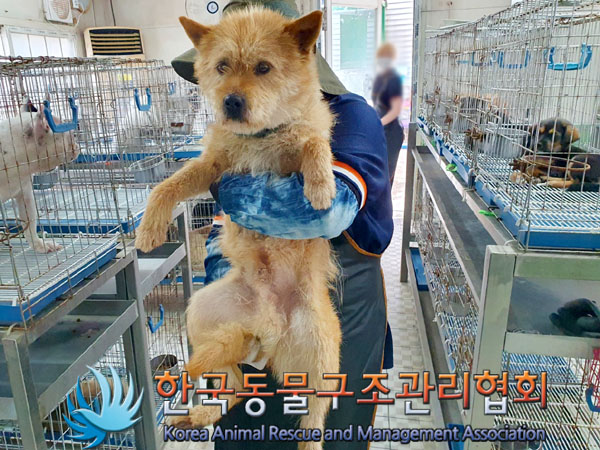 한국동물구조관리협회_441406202300799