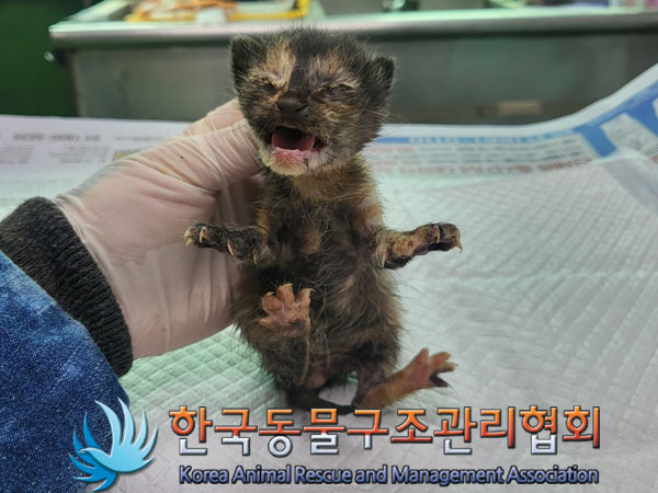 한국동물구조관리협회_411306202300411