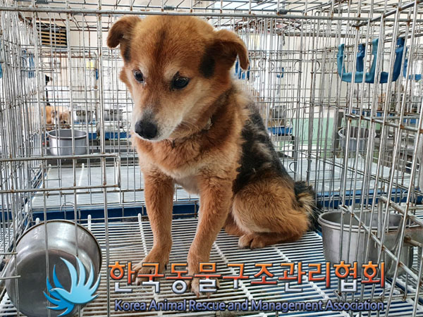 한국동물구조관리협회_411312202300383