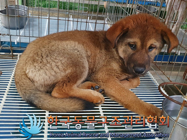 한국동물구조관리협회_441406202300798