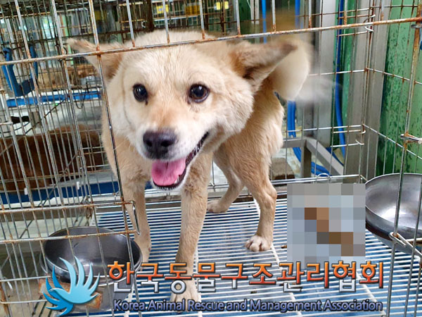 한국동물구조관리협회_441409202300914