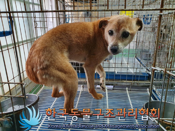 한국동물구조관리협회_441409202300917
