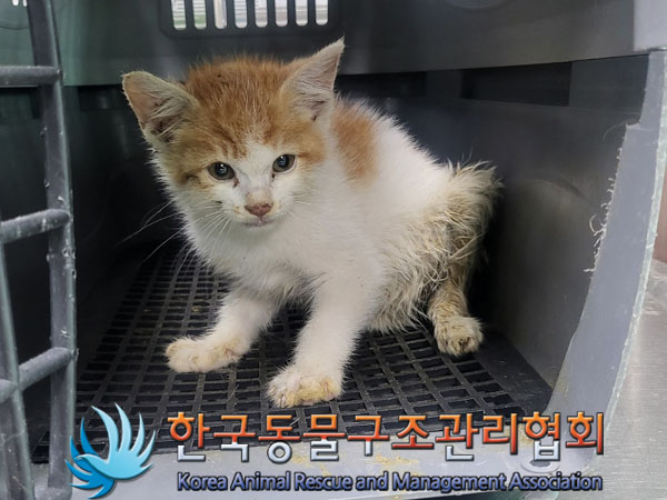 한국동물구조관리협회_411311202300487