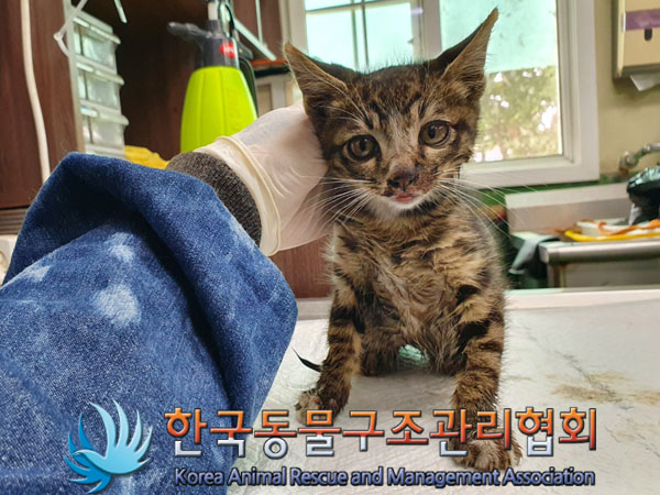 한국동물구조관리협회_411304202300377