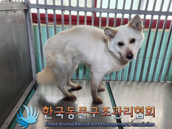 한국동물구조관리협회_441414202300384
