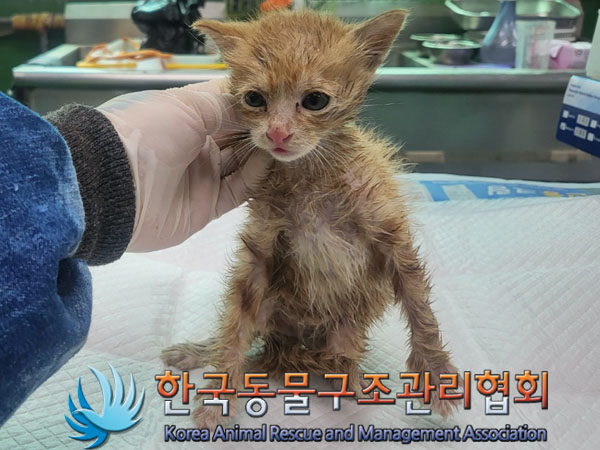 한국동물구조관리협회_411316202300416