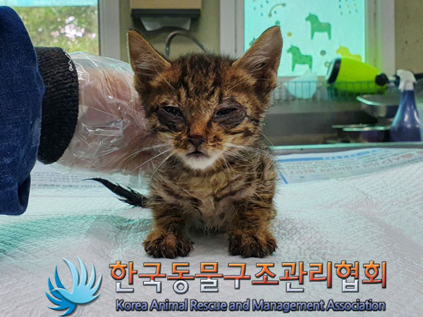 한국동물구조관리협회_411307202300206