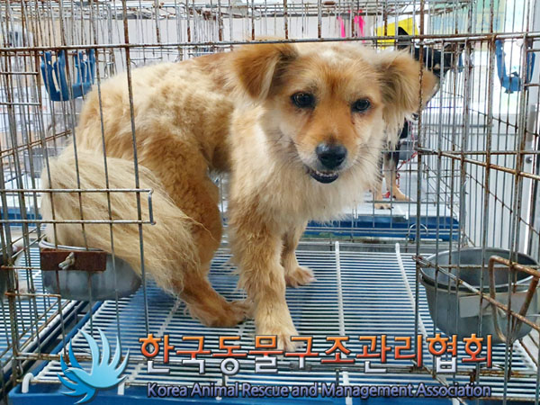 한국동물구조관리협회_441392202300113