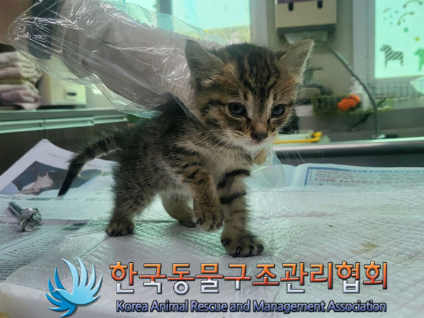 한국동물구조관리협회_441559202300417