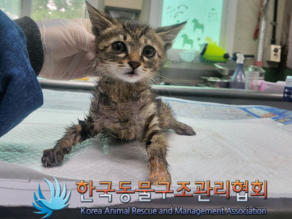 한국동물구조관리협회_411300202300214