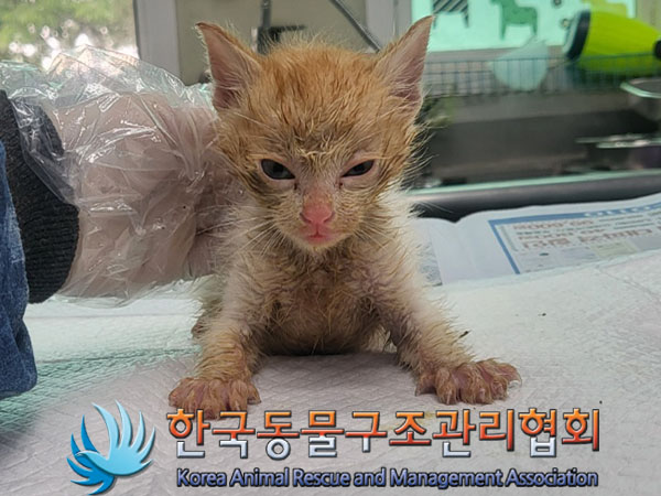 한국동물구조관리협회_441398202300219