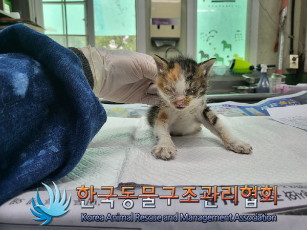 한국동물구조관리협회_411306202300410