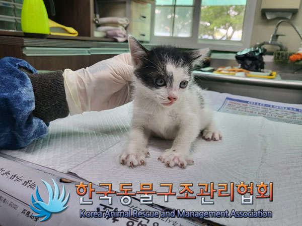 한국동물구조관리협회_411323202300543