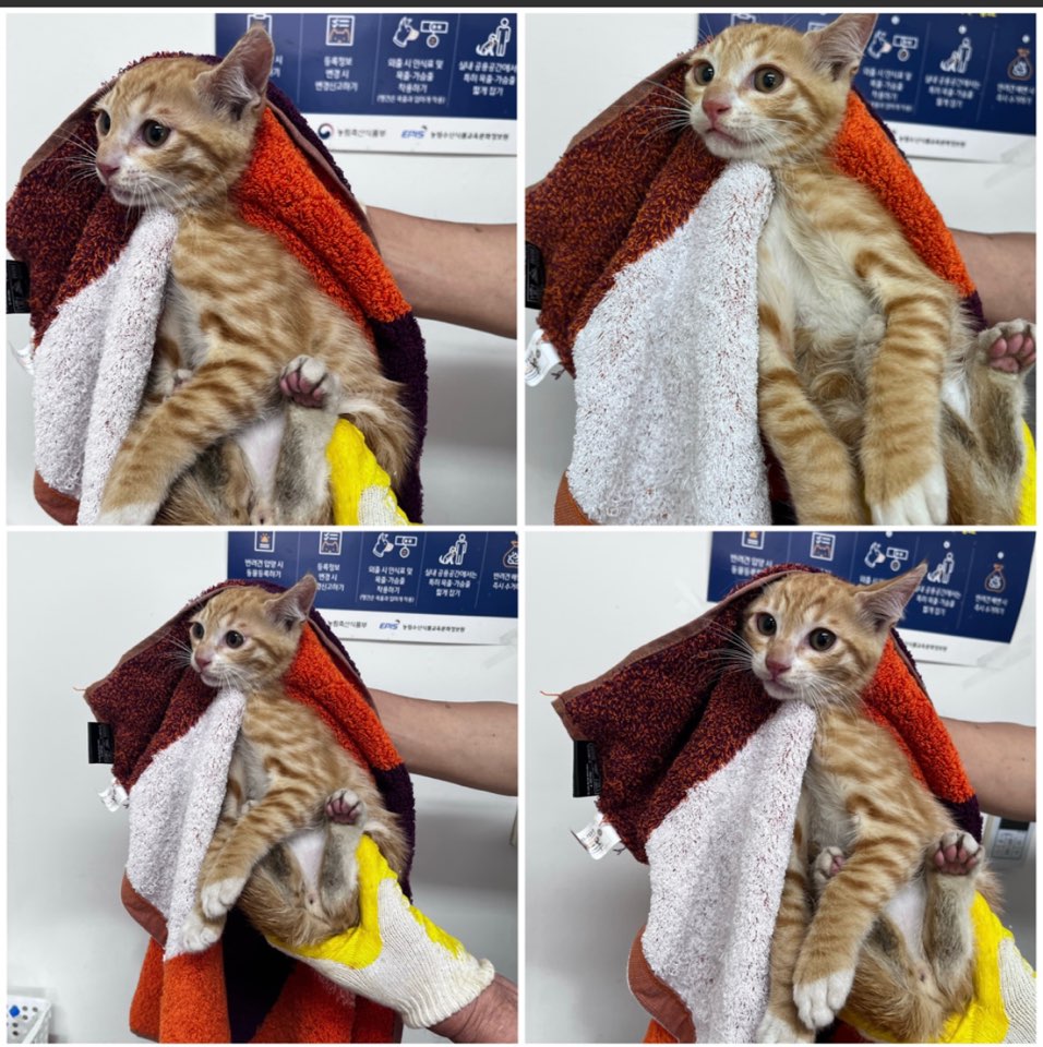 천안시유기동물보호소_444449202301275