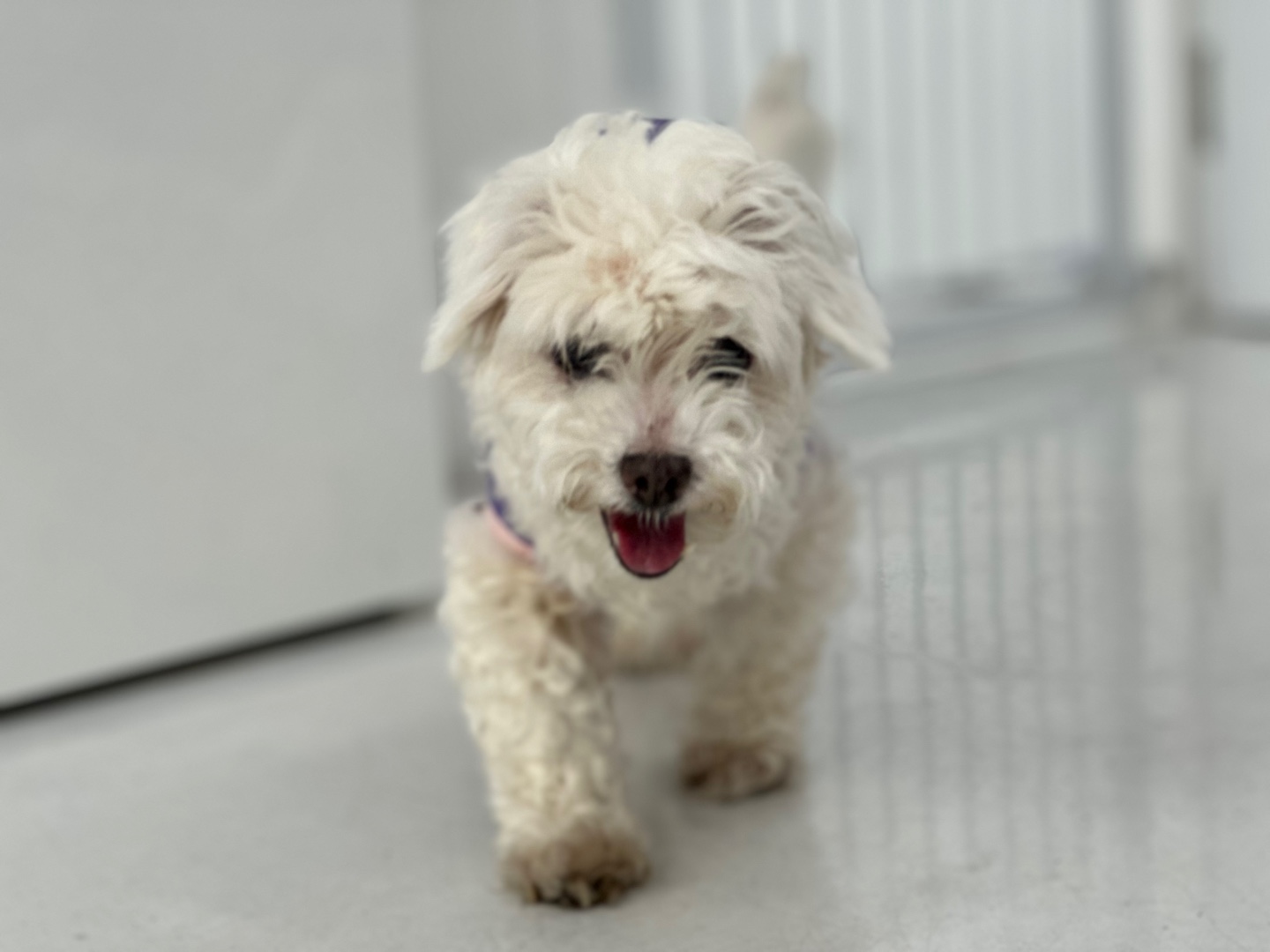 가정동물병원_428356202300913