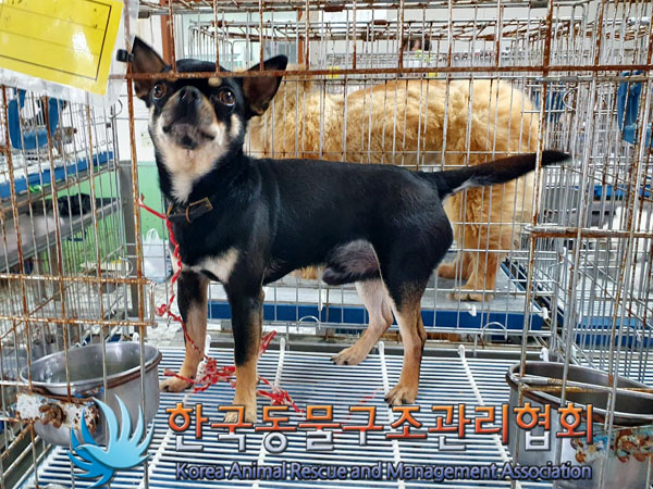 한국동물구조관리협회_441382202300399