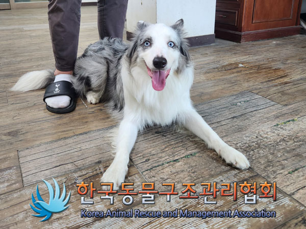 한국동물구조관리협회_411312202300384