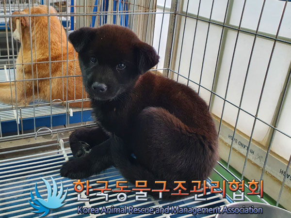 한국동물구조관리협회_441409202300913