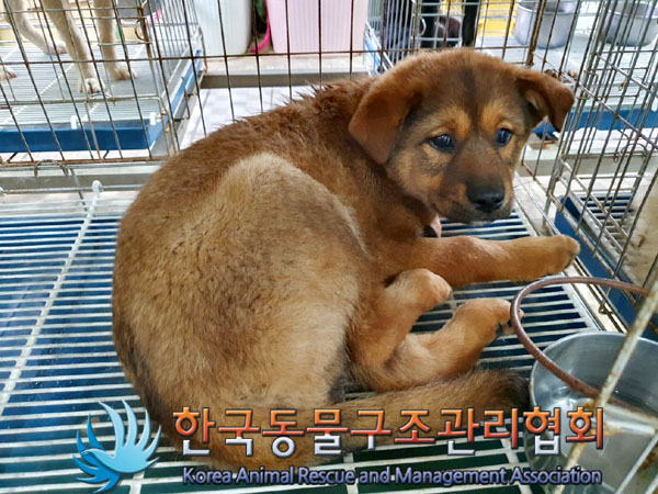한국동물구조관리협회_441406202300797