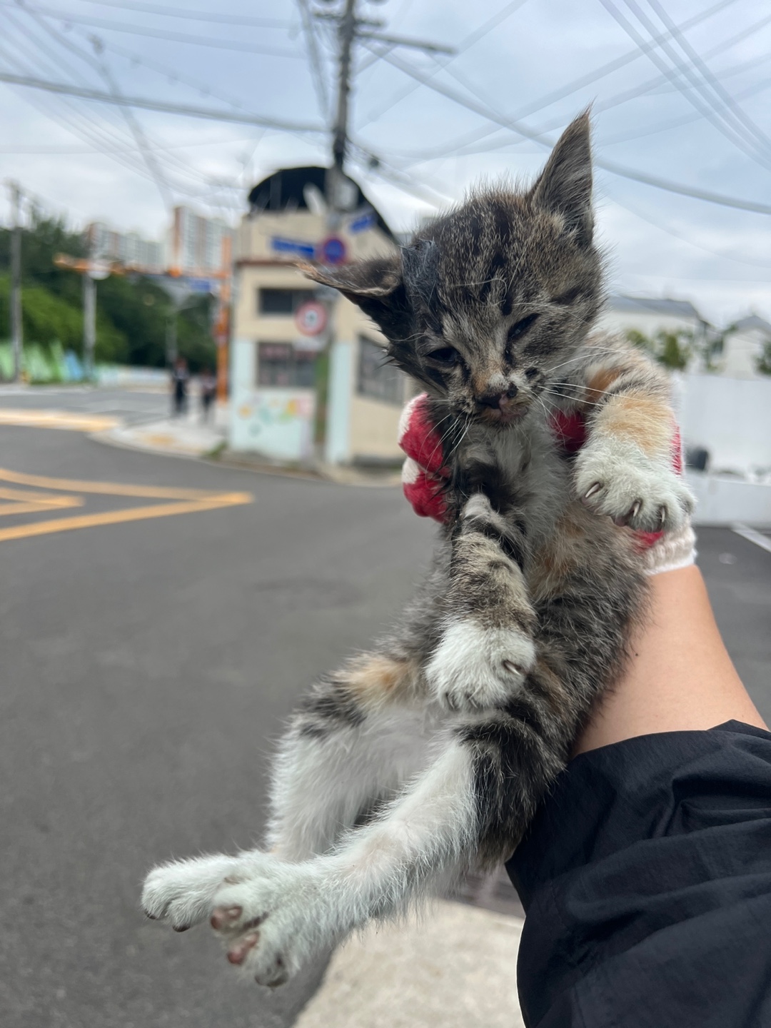 부산동물보호센터_426332202300221