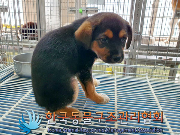 한국동물구조관리협회_441560202300726