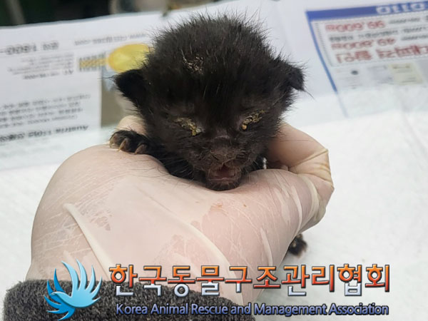 한국동물구조관리협회_411306202300413