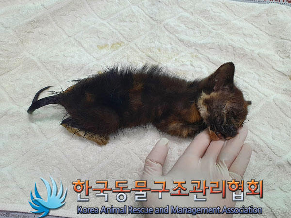 한국동물구조관리협회_441398202300220