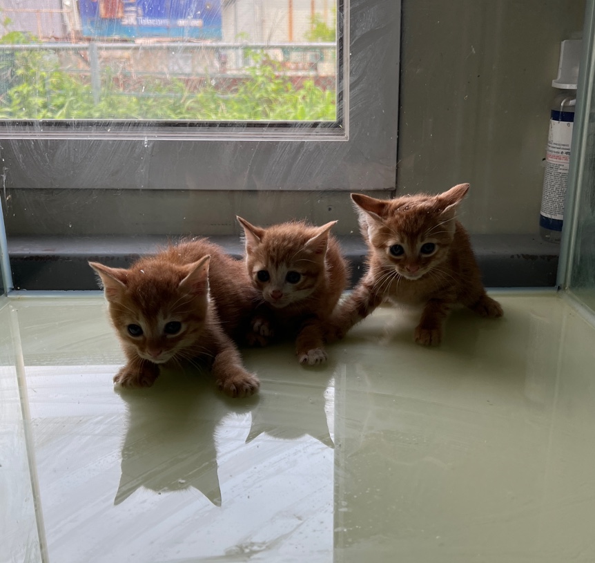부산동물보호센터_426332202300223