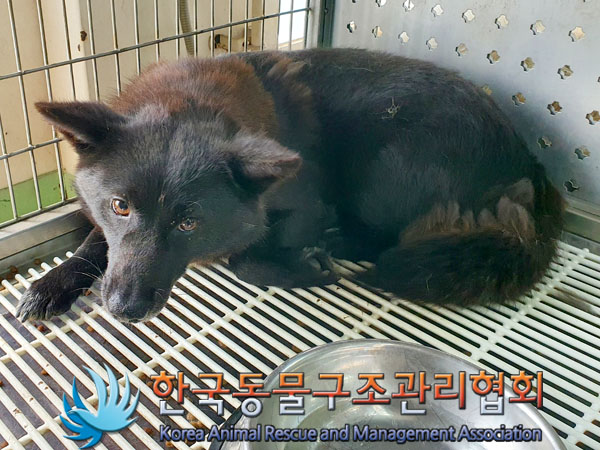 한국동물구조관리협회_441560202300723