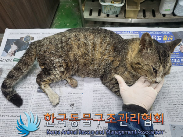 한국동물구조관리협회_441398202300222