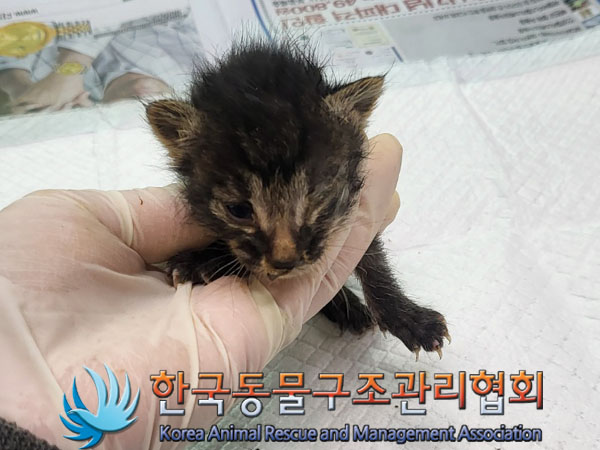 한국동물구조관리협회_411306202300414
