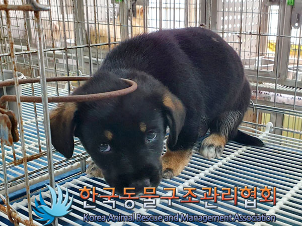 한국동물구조관리협회_441560202300725