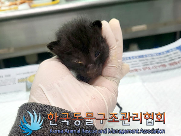 한국동물구조관리협회_411306202300412