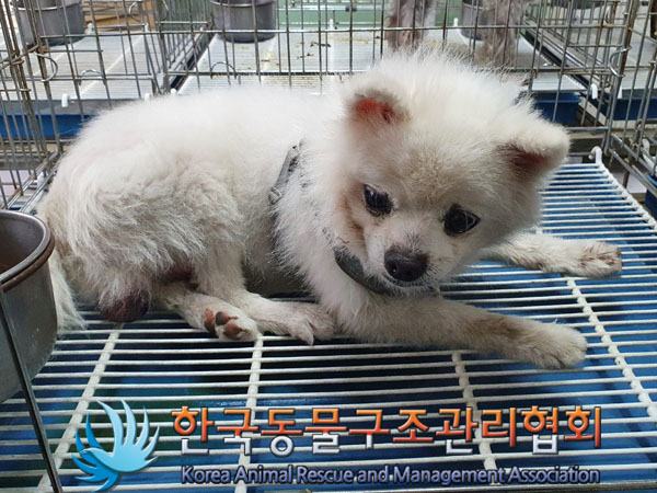한국동물구조관리협회_441398202300221