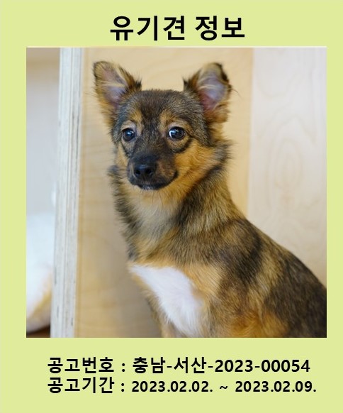 [개] 믹스견 충남-서산-2023-00054 유기동물 배경 이미지 입니다.