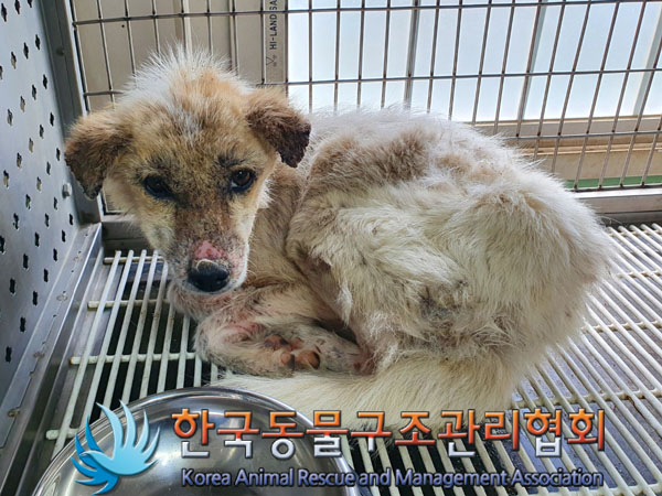 한국동물구조관리협회_441560202300727