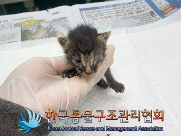 한국동물구조관리협회_411306202300415