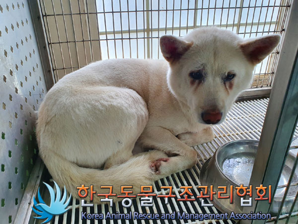 한국동물구조관리협회_441560202300722