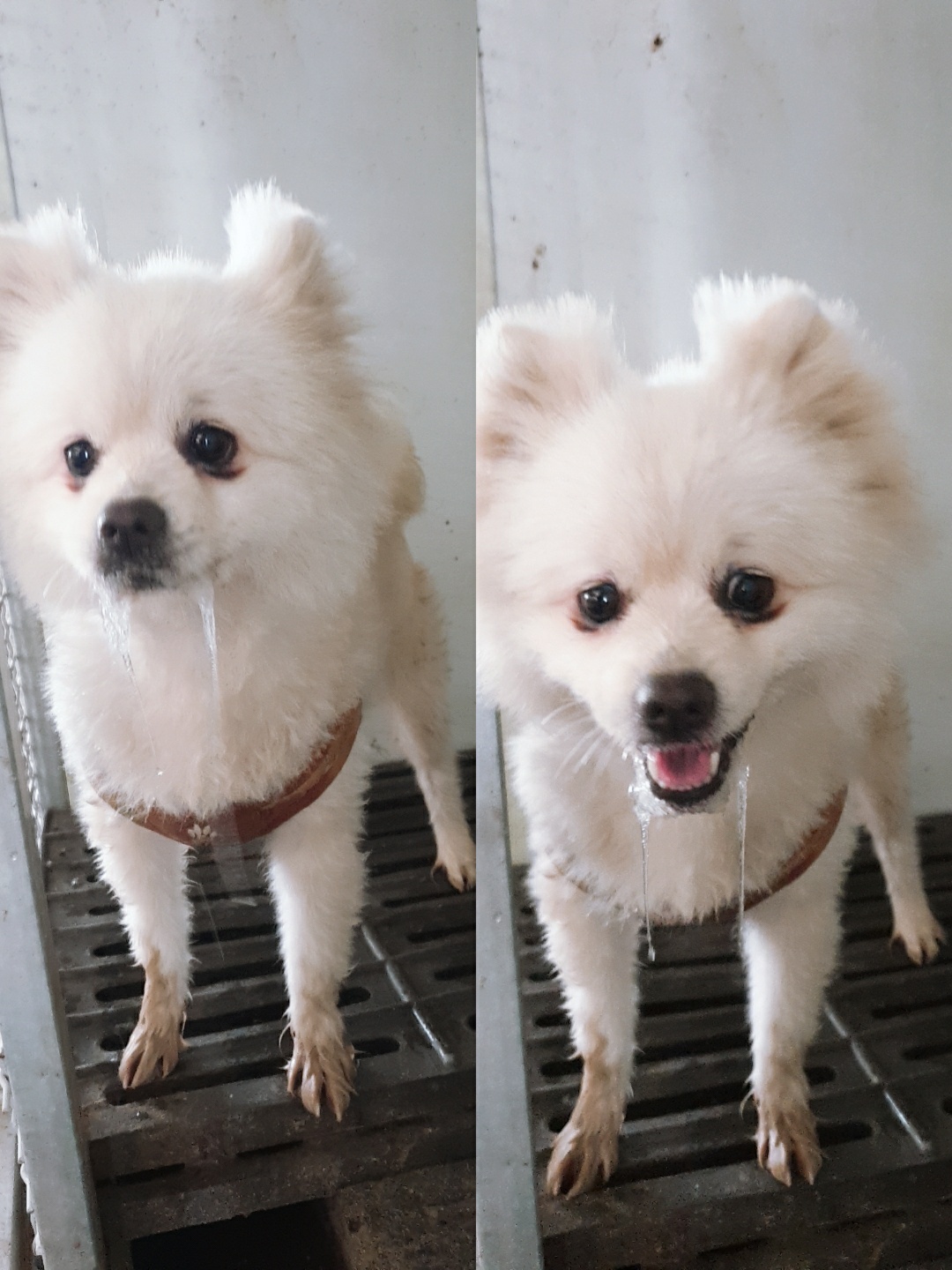남양동물보호센터_441553202301681