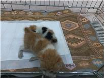 (사)유기동물및동물보호관리협회_426339202300116