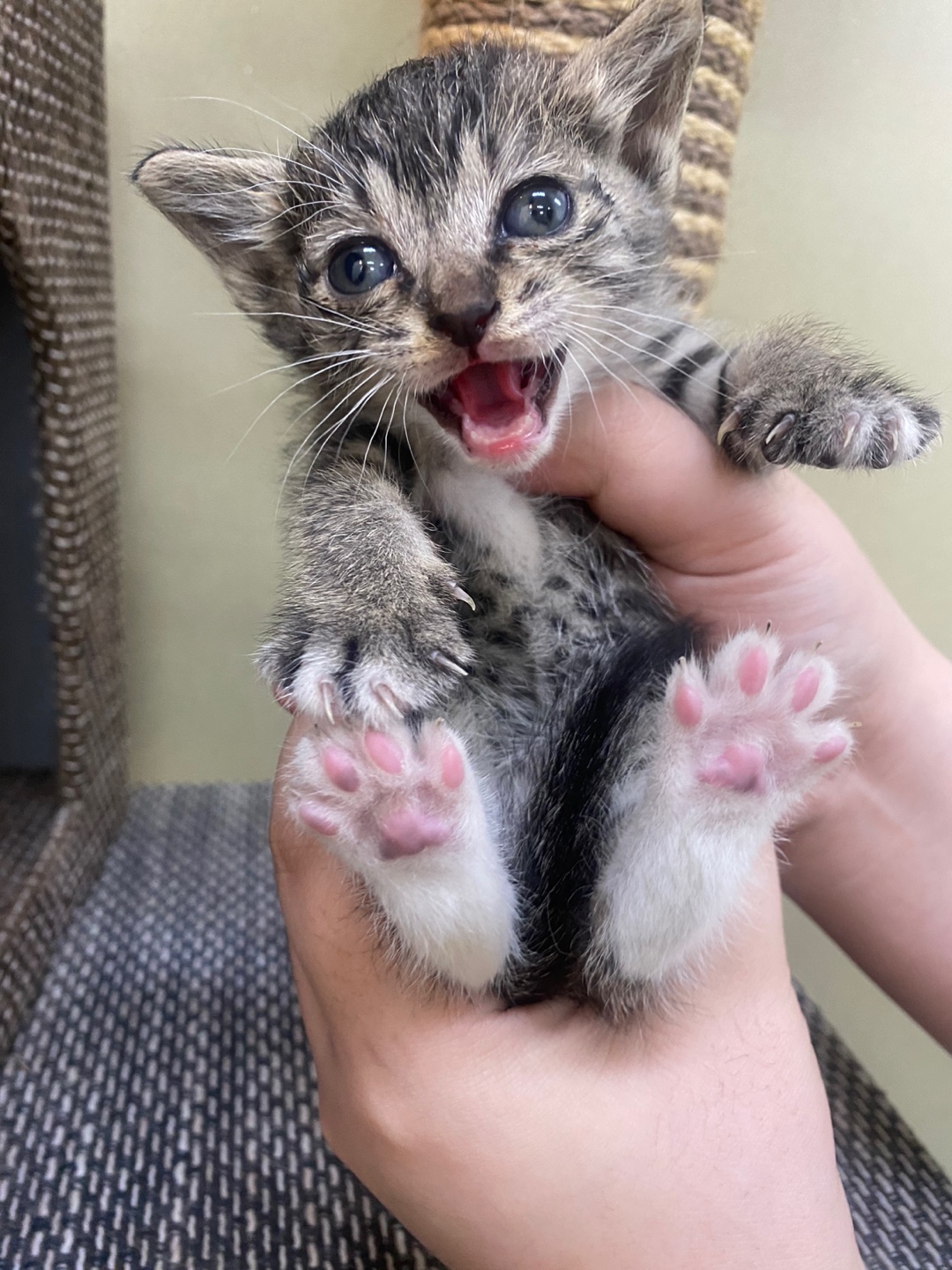 펫동물병원_427346202300633