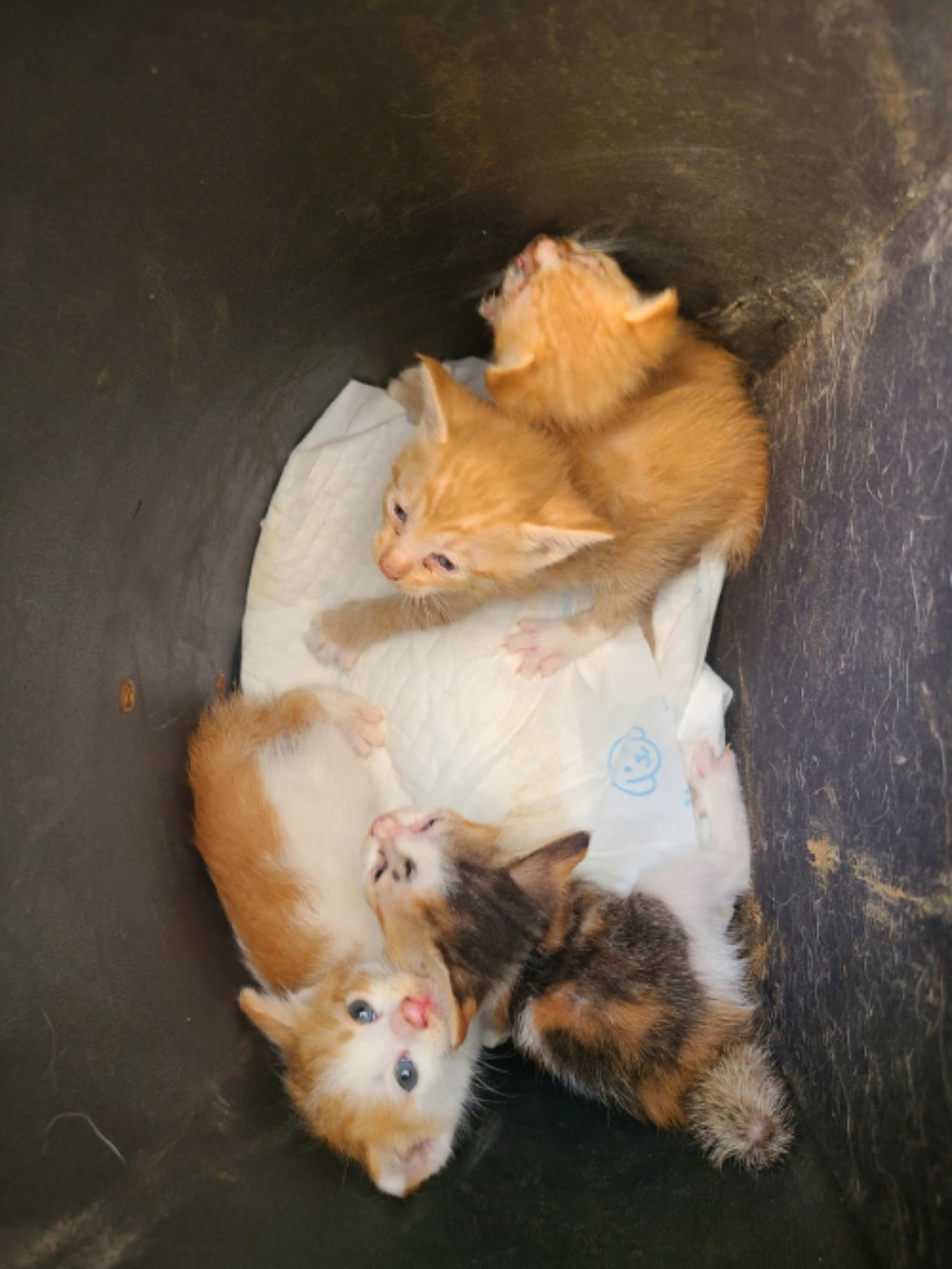 유기동물및관리협회_448535202300736