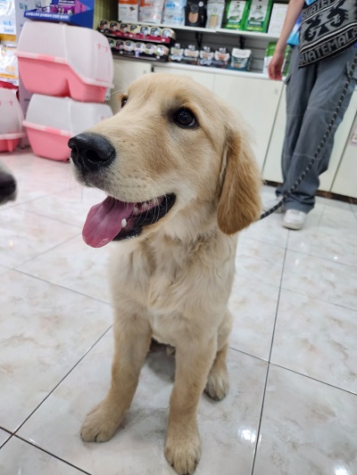 21세기동물병원_411302202300309