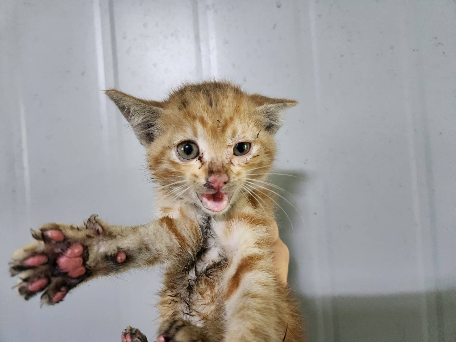 한국야생동물보호협회_441383202300350