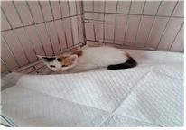 (사)유기동물및동물보호관리협회_426339202300124